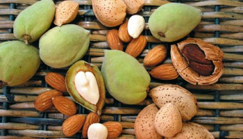 Уход за саженцами миндаля: основные моменты и рекомендации Уход за саженцами миндаля: основные моменты и рекомендации