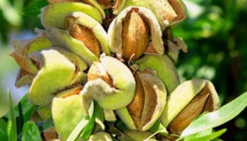 Как выбрать и посадить саженцы миндаля: советы для начинающих садоводов Как выбрать и посадить саженцы миндаля: советы для начинающих садоводов